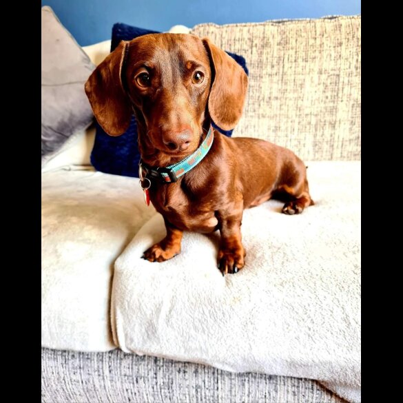 Dachshund (Standard &amp; Miniature)