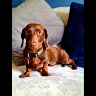 Dachshund (Standard &amp; Miniature)