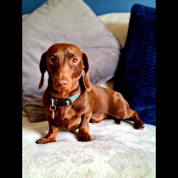 Dachshund (Standard &amp; Miniature)