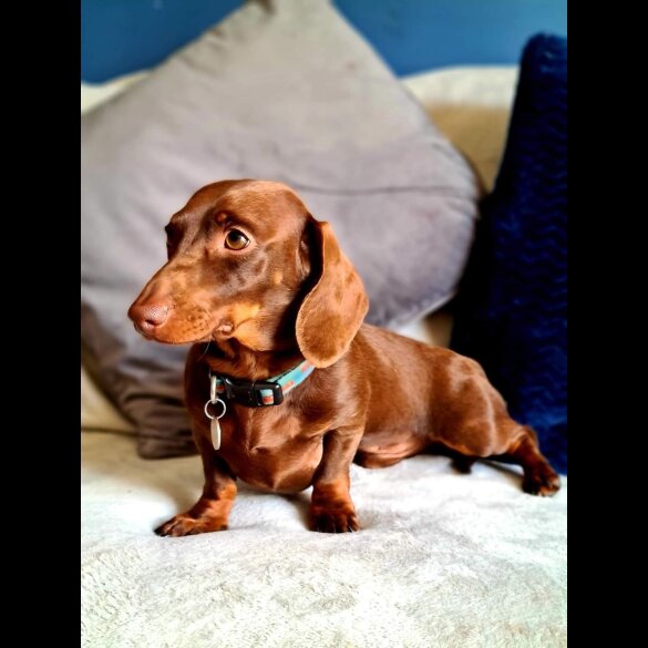Dachshund (Standard &amp; Miniature)