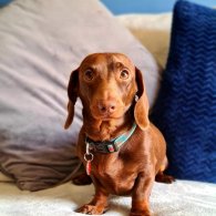 Dachshund (Standard & Miniature)