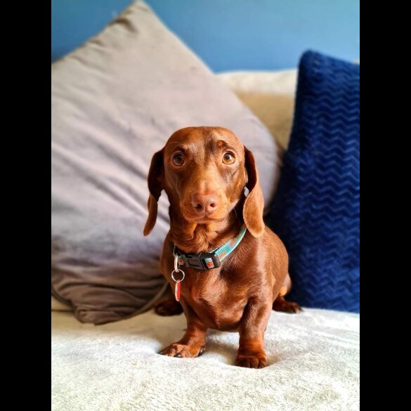 Dachshund (Standard &amp; Miniature)