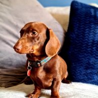 Dachshund (Standard & Miniature)