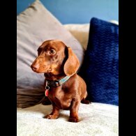 Dachshund (Standard &amp; Miniature)