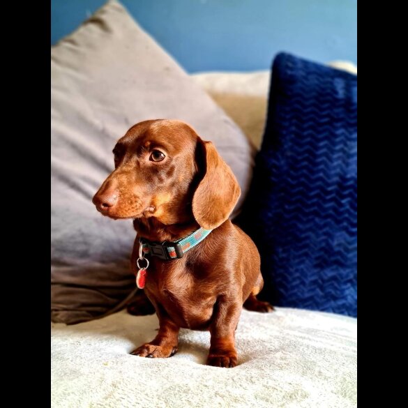 Dachshund (Standard &amp; Miniature)