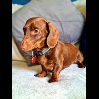 Dachshund (Standard &amp; Miniature)
