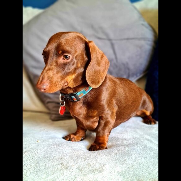 Dachshund (Standard &amp; Miniature)