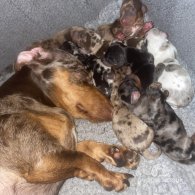 Dachshund (Standard & Miniature) - Both
