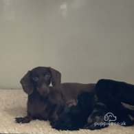 Dachshund (Standard & Miniature) - Both