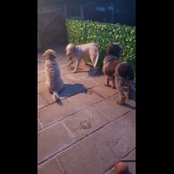 Italian Spinone - Bitches