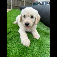 Labradoodle - Both