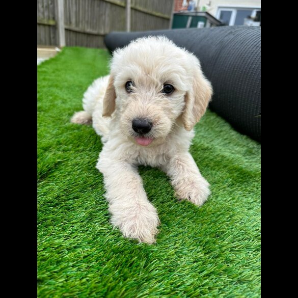 Labradoodle - Both