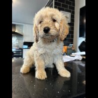 Labradoodle - Both