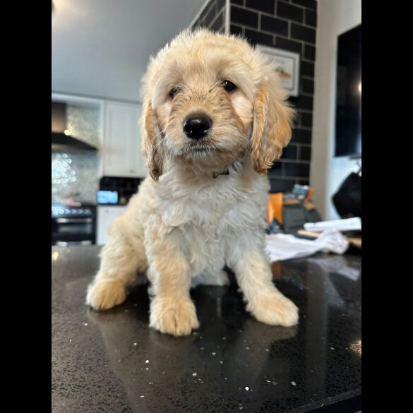 Labradoodle - Both