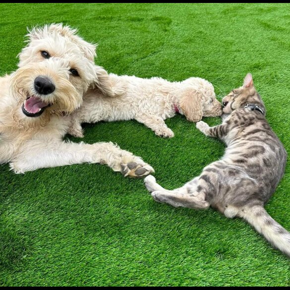 Labradoodle - Both