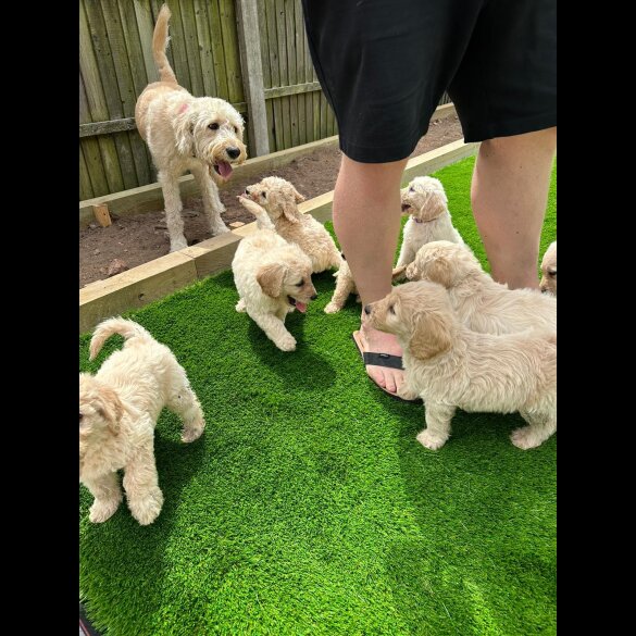 Labradoodle - Both
