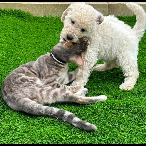 Labradoodle - Both