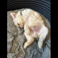 Labradoodle - Both