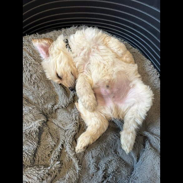 Labradoodle - Both
