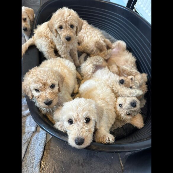 Labradoodle - Both