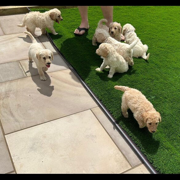 Labradoodle - Both
