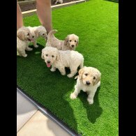 Labradoodle - Both