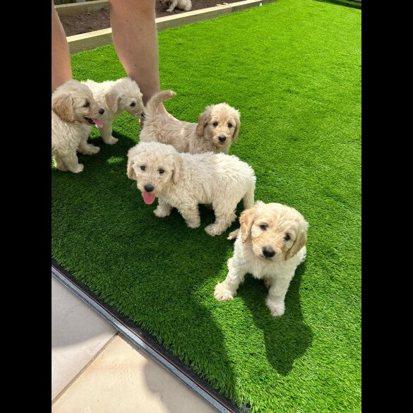 Labradoodle - Both