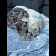 Labradoodle - Both