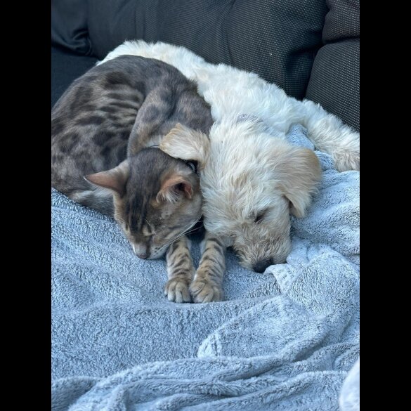 Labradoodle - Both