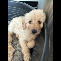 Labradoodle - Both