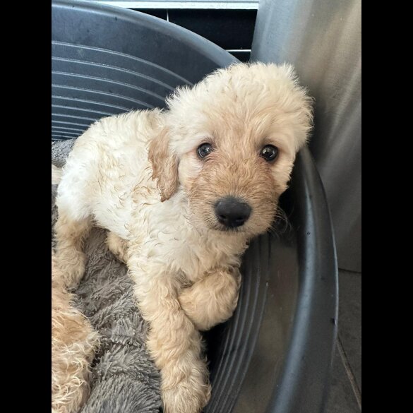 Labradoodle - Both