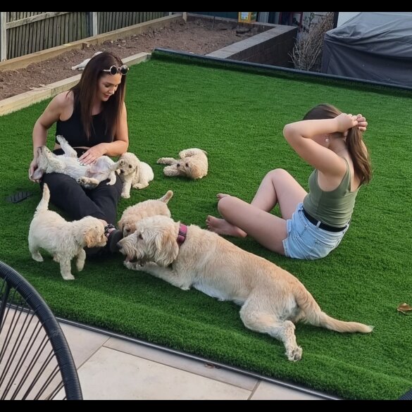 Labradoodle - Both