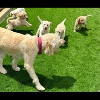 Labradoodle - Both