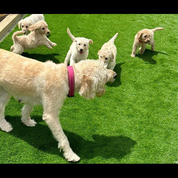 Labradoodle - Both