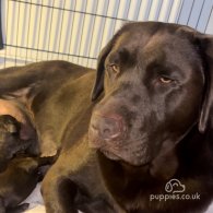 Labrador Retriever - Both