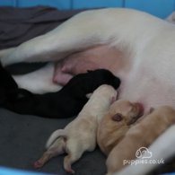 Labrador Retriever - Both