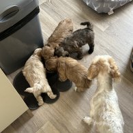 Maltipoo - Both