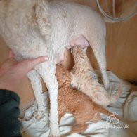 Poodle - Both