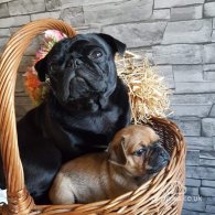 Pug - Both