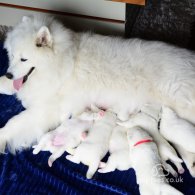 Samoyed - Both