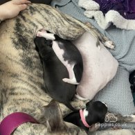 Whippet - Both