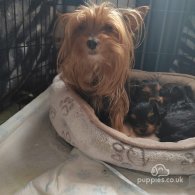 Yorkshire Terrier - Dogs