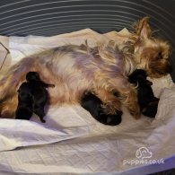 Yorkshire Terrier - Dogs