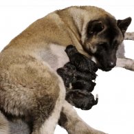 Akita - Both