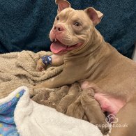 American Bulldog - Both