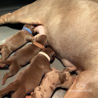 American Bulldog - Both