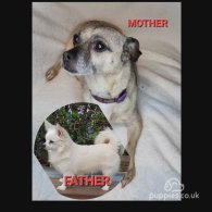 Chihuahua - Both
