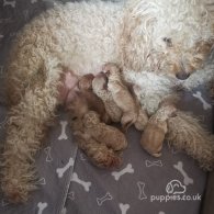 Cockapoo - Both
