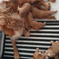Cockapoo - Dogs
