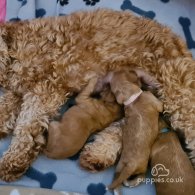 Cockapoo - Dogs